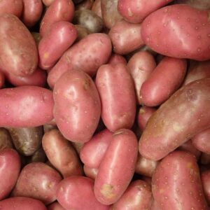 Ziemniak czerwony