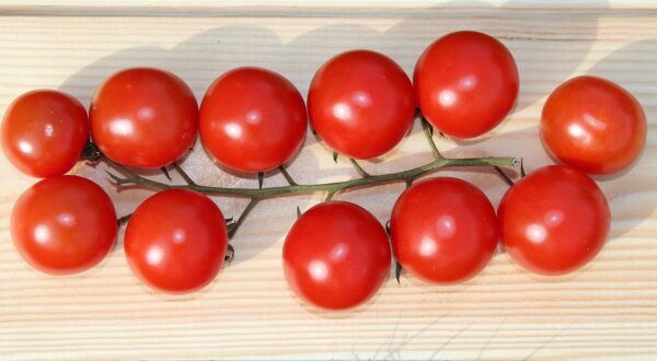 pomidor cherry